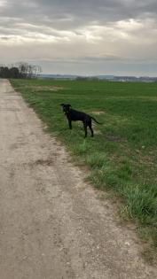 Boxer Mix rüde