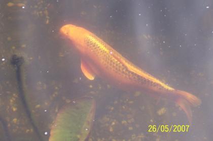 KOI abzugeben