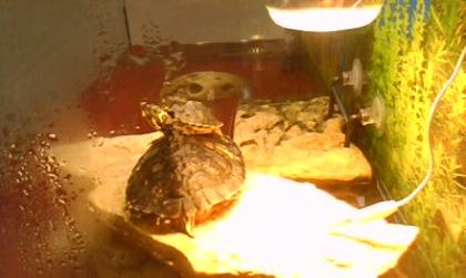 Gebe 2 Gelbwangenschildkröten Aquarium ab