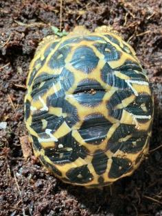 Südindische Sternschildkröten Jungtiere geboren 06/2023 mit Papieren
