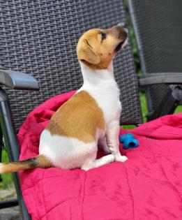 3 reinrassige Jack Russell Rüden