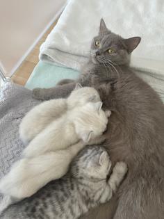 5 Wunderschöne BKH Kitten