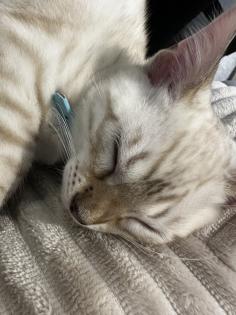 Snow Bengal 12 Wochen Kitten