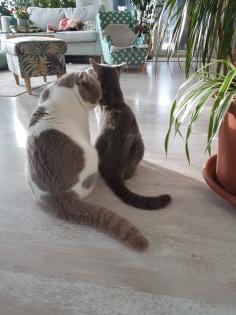 Reinrassige BKH Kitten auszugsbereit
