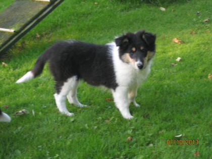 Colliewelpen m. Pap.