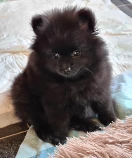 Pomeranian Zwergspitz Welpen