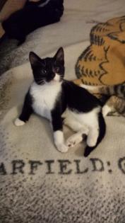 Katze - Kitten 3-Monate-alt