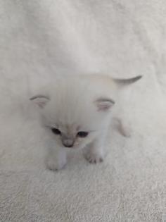 Sechs süße BKH Kitten geb. 06. 05. 23 suchen ab Ende Juli ein neues Zuhause