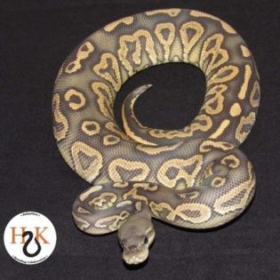 Hobbyaufgabe Königspython Python Regius Ball Python