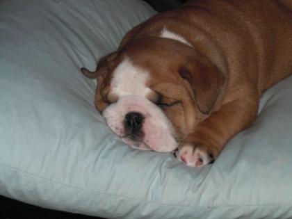 Süßes English Bulldog Mädchen