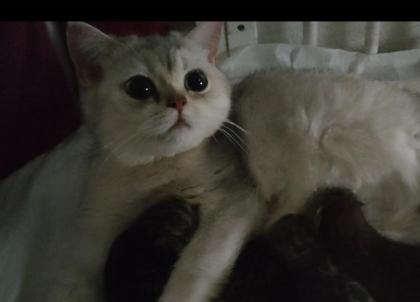 Süße bkh Kittens suchen liebevolle Zuhause