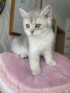 BKH Kitten in Gold mit Stammbaum Abholbereit