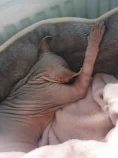 Sphynx Elf Katze Canadian Sphynx