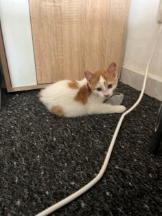 Weiße Katze