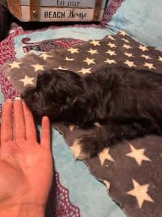 CAVALIER KING CHARLES PUDEL WELPEN