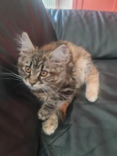 Maine Coon Kitte XXL abholbereit