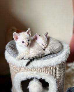 Snow Bengal Siam Kitten