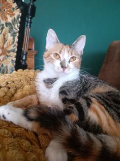 Dreifarbige, liebe 10 monate junge Katze abzugeben