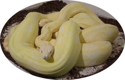 Boa C. I. Albino Kahl Linie Coral Zuchtpaar 2021