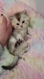 Bkh Kitten in seltener Farben. Stammbaum