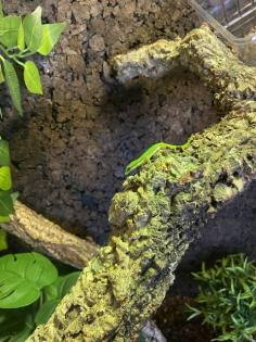 Schwarzstreifen Taggecko s