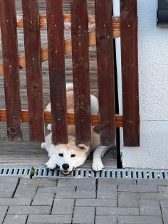 Akita inu sucht eine nette Pflegefamilie