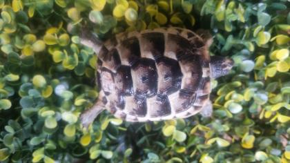Maurische Landschildkröten aus 2024 - mit Papieren