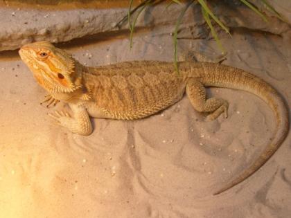 5 Farbbartagamen abzugeben Subadult, Adult