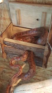 Kornnatter 3 Stück Schwarzweiß, Rotbraun und Natur