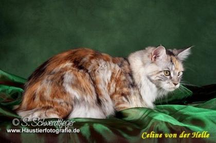 Int. Ch. Celine von der Helle