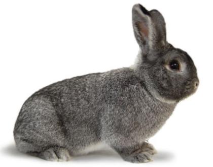 Kleinchinchilla / Zuchtstamm / aus Zucht