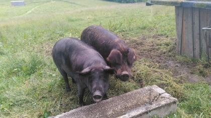 Schweine Patenschaft