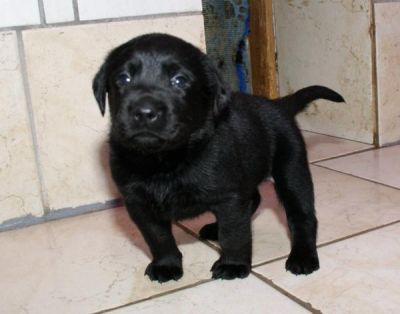 Labrador Welpen blond und schwarz