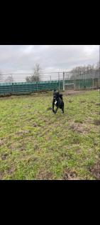 Hundebetreuung, Hundesitter gesucht