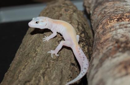 Leopardgecko Weibchen aus 2022