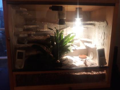 Heterometrus spinifer abzugeben