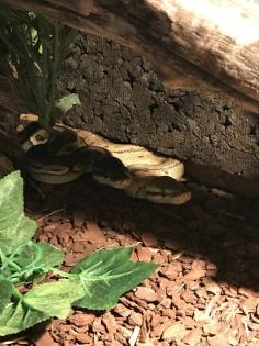 Komplett Terrarium mit 2 königspythons