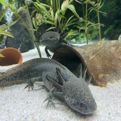 Axolotl - Aquarium komplett