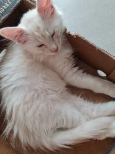 Maincoon Kitten reinrassig