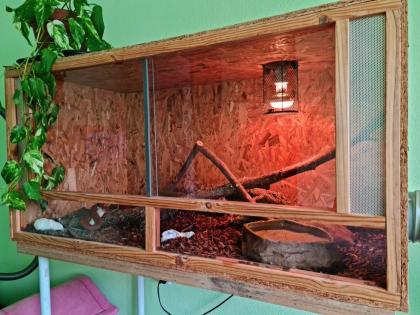 Zwei liebe Kornnattern mit kompletten Terriarium suchen ein neues Zuhause