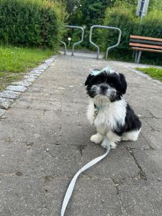 Liebevoller Shih Tzu
