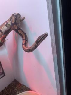 2 Königsphytons
