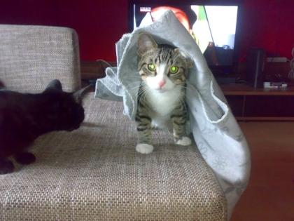Super lieber Familien Kater sucht dringend liebevolles zuhause