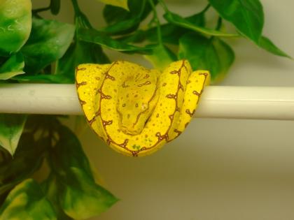 Chondro Python High Yellow Blue Line 0. 1
