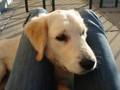 Golden Retriver Weibchen sucht neues Zuhause