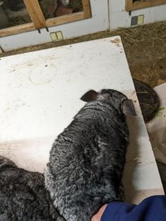 Langschwanz Chinchillas