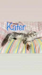 Maine Coon Kitten