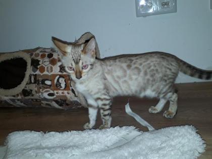 Bengal Snow Lynx/Mink Weibchen