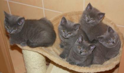 BKH Kitten in blau, süße kleine Karthäuser