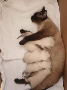 Siamkitten